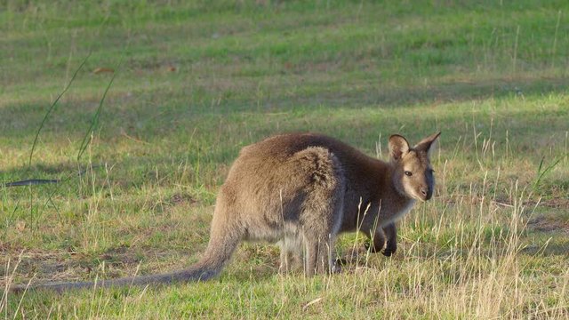 The red-necked wallaby or Bennetts wallaby (Macropus rufogriseus) is a medium-sized macropod marsupial, common in the more temperate and fertile parts of eastern Australia, including Tasmania. 