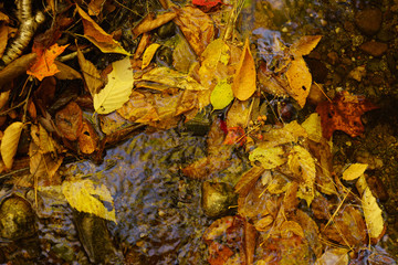 秋　紅葉　木の葉　川　水