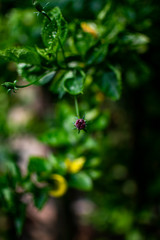 Small flower in a garden