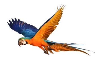 Gordijnen Colorful flying parrot isolated on white © Passakorn