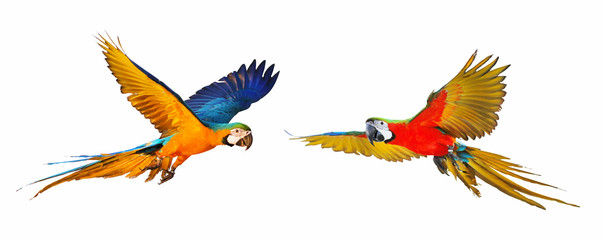 Colorful flying parrot isolated on white