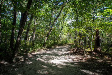 path in the forest