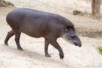 Tapir of the jungle of Peru.