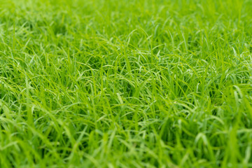 Green rice field
