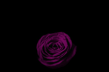 Purple rose in the dark.  暗闇の中の紫色のバラ