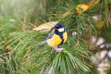 A tit sits on green spruce branches.