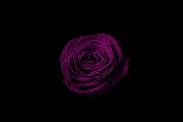 Purple rose in the dark.  暗闇の中の紫色のバラ