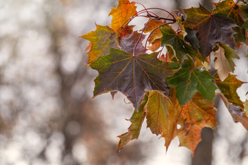 Autumn Yellow and Orange Maple Leaves