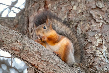 Naklejka na ściany i meble Autumn squirrel with nut sits on a branch