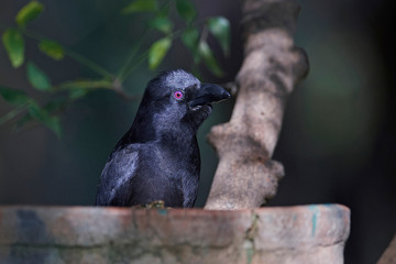 Piapiac (Ptilostomus afer)
