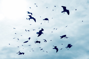 Silhouettes of flying seagulls against sky.