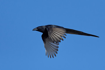 Piapiac (Ptilostomus afer)