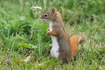 かわいいこりす　Cute American red squirrel