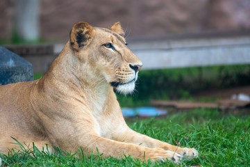 Lioness sitting resting in the grass