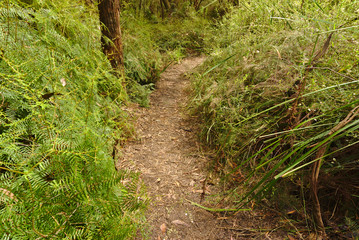 Walking path surrounded by wild green plants