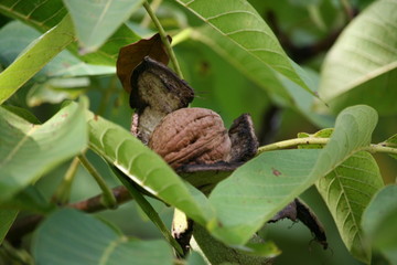 Walnuss am Walnussbaum