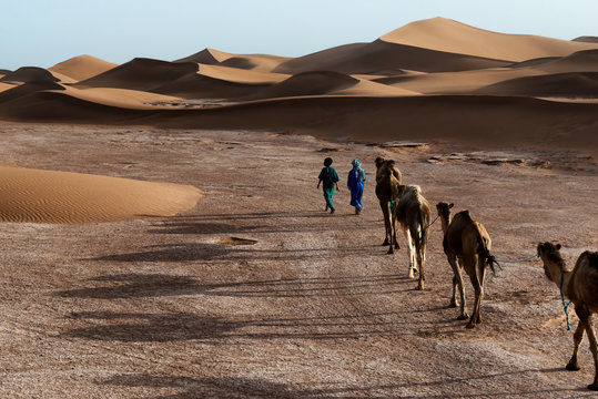 Nomads with camels in the Sahara desert of Morocco. 