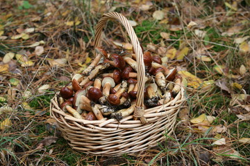 Korb voller Pilze - Maronenröhrlinge 2