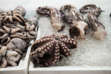 Freshly caught octopus vulgaris on the counter of the fish market