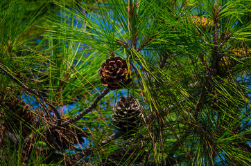 larch and cones