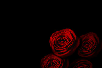 Red rose in the dark.  暗闇の中の赤いバラ