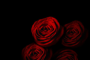 Red rose in the dark.  暗闇の中の赤いバラ