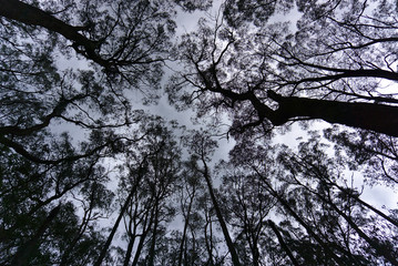 Tall trees facing skies