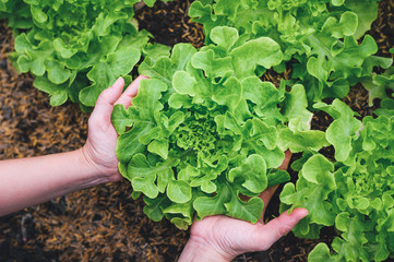 woman hands picking green lettuce in vegetable garden - obrazy, fototapety, plakaty