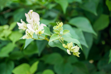 Obraz premium Paper flower or Bougainvillea flower of the white colour blooms in the garden, Blurred Concept, Soft blurry background.