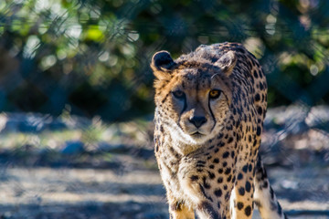 Guépard.