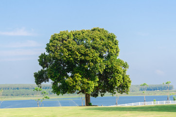 big tree and green grass on field by the lake