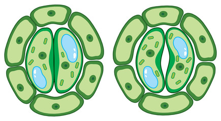 Diagram showing plant cells