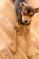 Miniature pinscher puppy at home. Selective focus.
