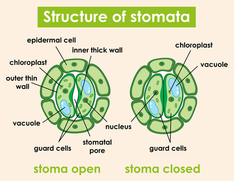 Diagram showing structure of stomata