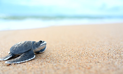 Fototapeta na wymiar Little turtle on a white beach