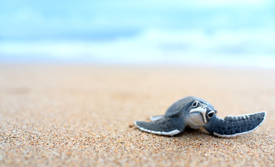 Little turtle on a white beach