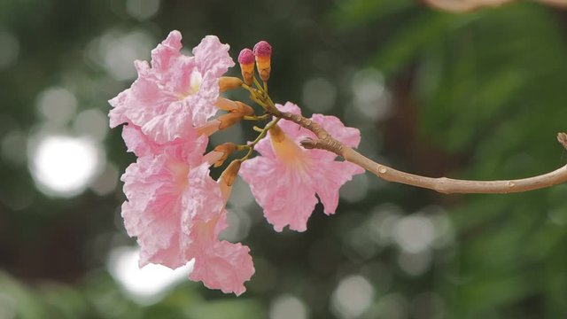 Vdo. Beautiful Ping trumpet tree (Tabebuia heterophylla) cherry blossom on branch in soft wind with green nature blurred background. Kamphaeng Saen, Nakhon Pathom, Thailand.