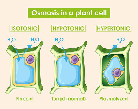 Diagram showing osmosis in plant cell