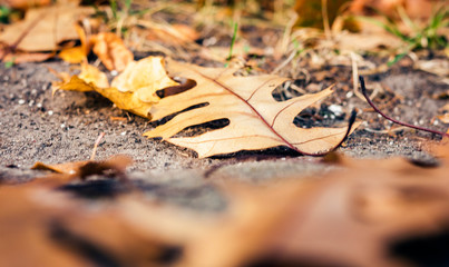 Dry red yellow leaves on the sidewalk in autumn fall on a sunny day.