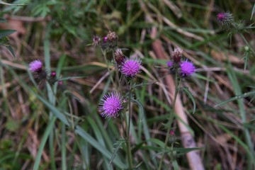 Thistle is an asteraceae plant with vivid purple flowers,but the leaves have thorns.