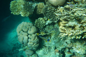 Red Sea underwater landscape with fishes and corals. Natural background