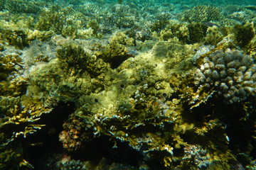 Fototapeta na wymiar Red Sea underwater landscape with fishes and corals. Natural background