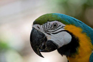 this is a side view of a blue and gold  macaw