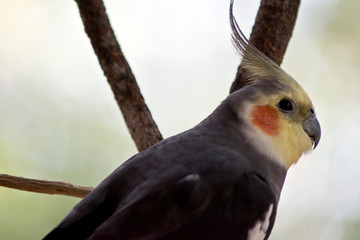 this is a close up of a cockatiel
