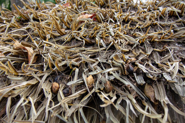 Dry autumn brown leaves as an abstract background
