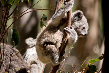 this is a side view of a  young koala
