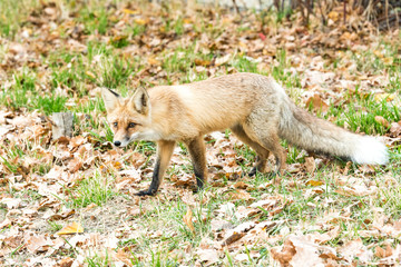 Furry red fox