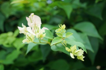 Close up bougainvillea white flowers on green leaf, Blurred Concept, Soft blurry background, White paper flower.