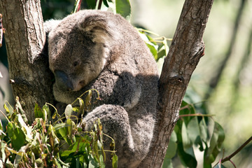 the koala is sitting in the fork of the tree
