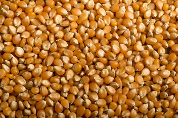close up photography background Popcorn seeds